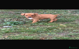 Patterdale Terrier dogs for sale: Patterdale fell terriers  - Image 31