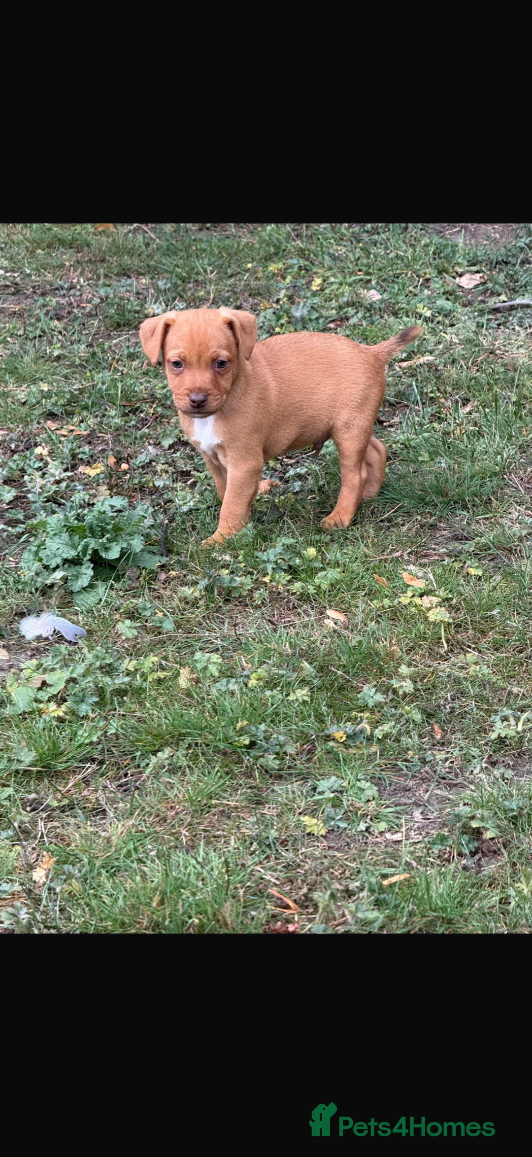 Patterdale Terrier dogs for sale: Patterdale fell terriers  - Image 31
