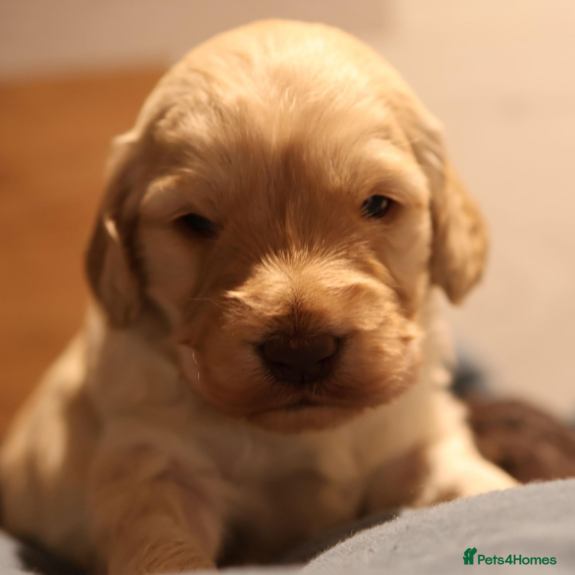 Australian Labradoodle dogs 🌈 Puppies have arrived, viewings in Oct❤️ - Advert 16
