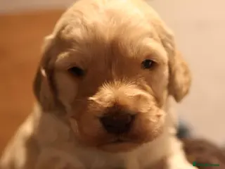 Australian Labradoodle dogs 🌈 Puppies have arrived, viewings in Oct❤️ - Advert 16