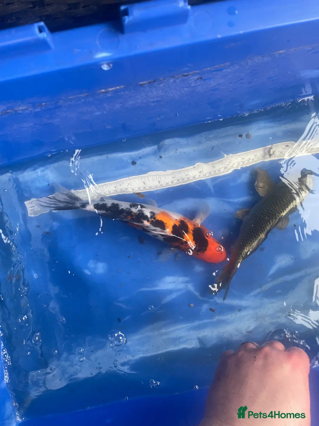 Koi Carp fish for sale: Koi carp and butterfly koi  - Advert 18