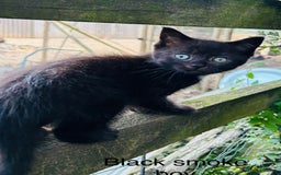 Ragdoll cats for sale: BEAUTIFUL RAGDOLL X PERSIAN BOYS - Image 2