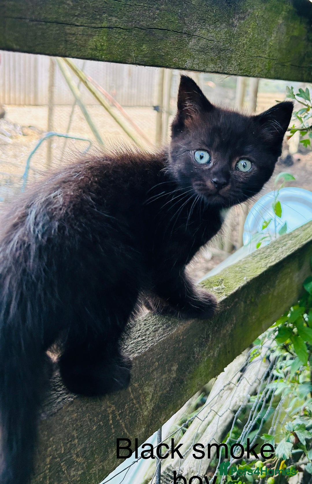 Ragdoll cats for sale: BEAUTIFUL RAGDOLL X PERSIAN BOYS - Image 2