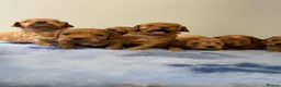 Cockapoo dogs for sale: The most beautiful cockapoo babies  - Advert 11