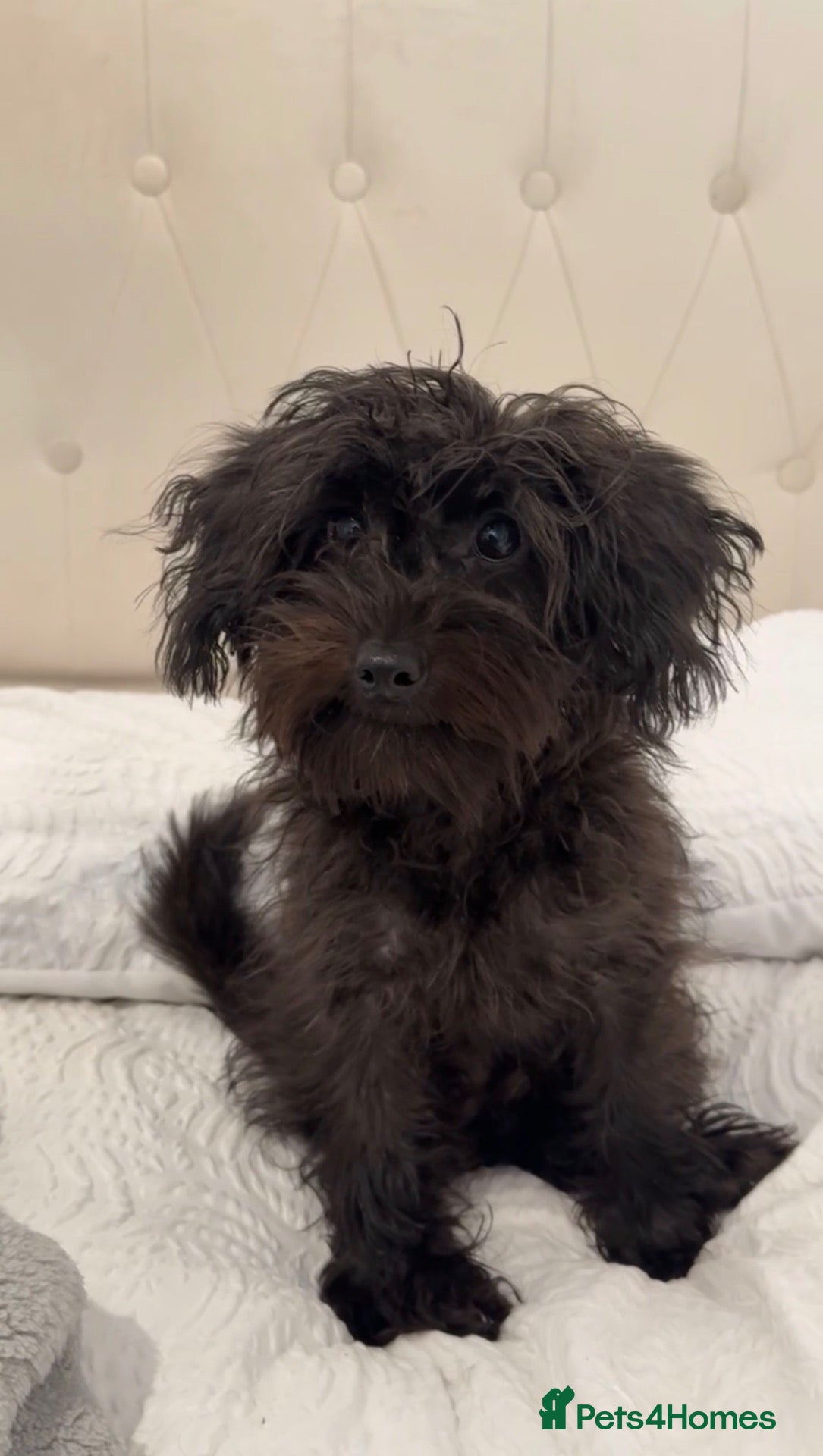 Cockapoo dogs Miniature Cockapoo 11 Month Old Pup - Advert 14