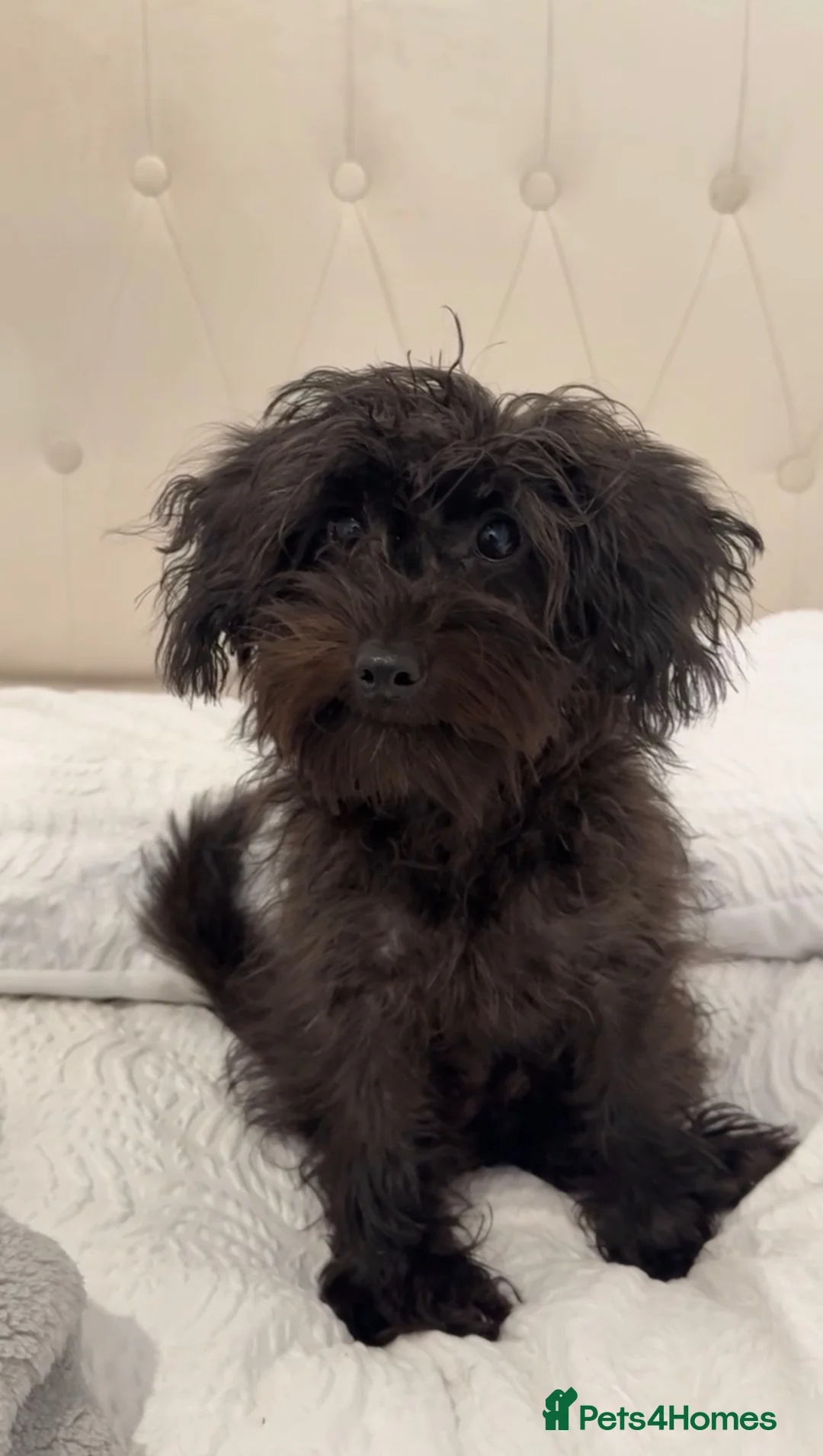 Cockapoo dogs for sale: Miniature Cockapoo 11 Month Old Pup - Advert 1