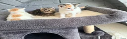 Domestic Shorthair cats for sale: Beautiful kittens looking for forever homes  - Advert 5