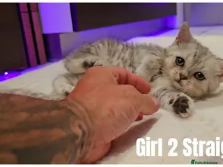Scottish Fold cats Scottish Fold & Scottish Straight Kittens 🐾 - Advert 15