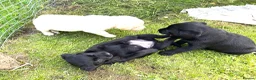 Labrador Retriever dogs for sale: Outstanding pedigree Labrador puppies in Faversham - Advert 7