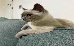British Shorthair cats for sale: BRITISH SHORTHAIR (Female)  - Image 4