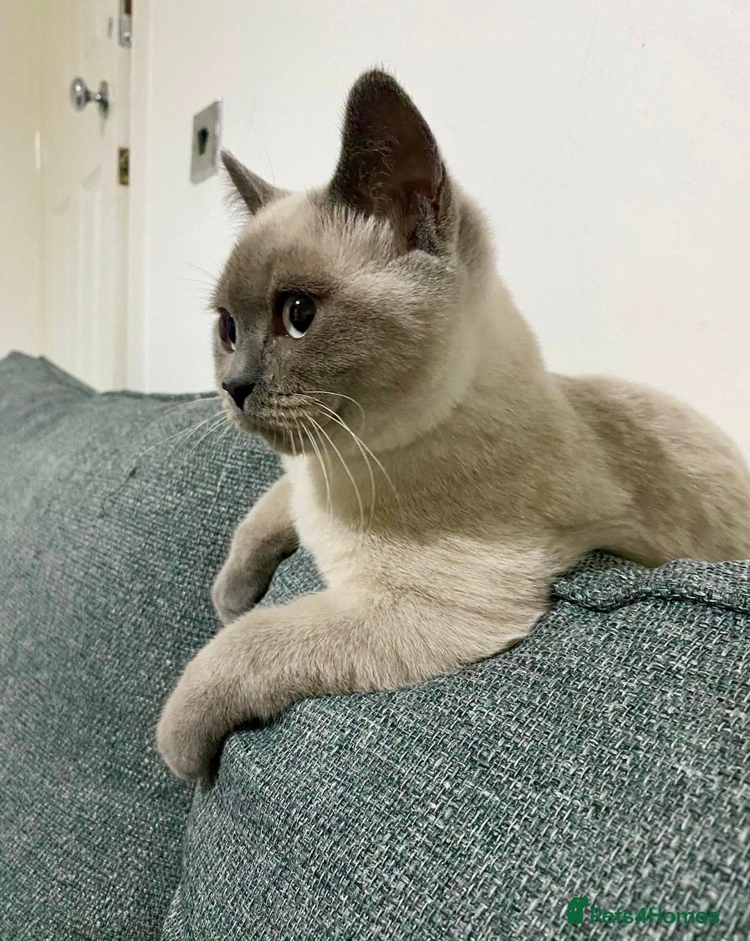 British Shorthair cats for sale: BRITISH SHORTHAIR (Female)  - Image 4