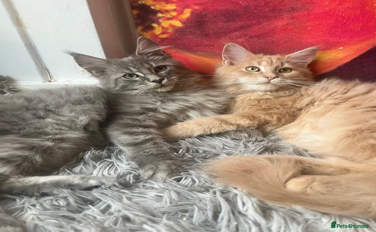 Maine Coon cats - Advert 1