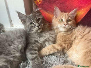 Maine Coon cats - Advert 5