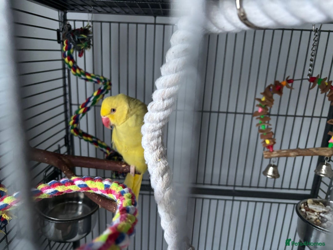 Ringnecks birds for sale: Ringneck for sale - Advert 4