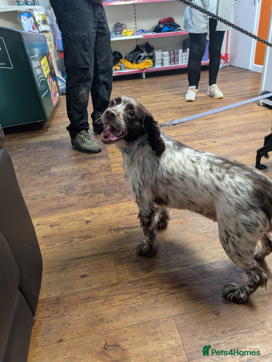 English Springer Spaniel dogs for adoption: DAISEY THE SPRINGER & WINNIE THE LABRADOR X PARSON - Image 9