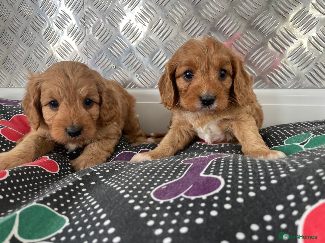 Cavapoo dogs for sale: F1 CAVAPOO puppies for sale  - Image 18