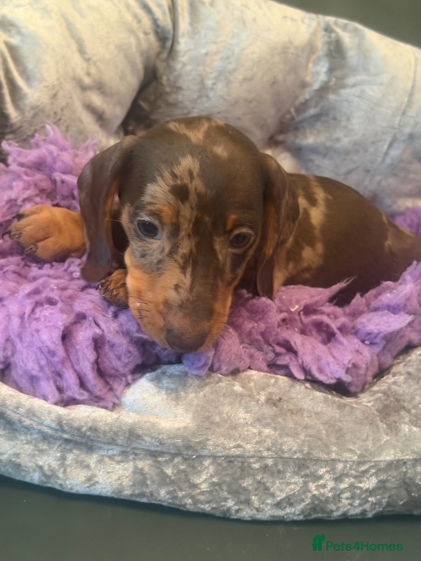 Miniature Dachshund dogs MINIATURE DACHSHUND PUPS - Advert 2