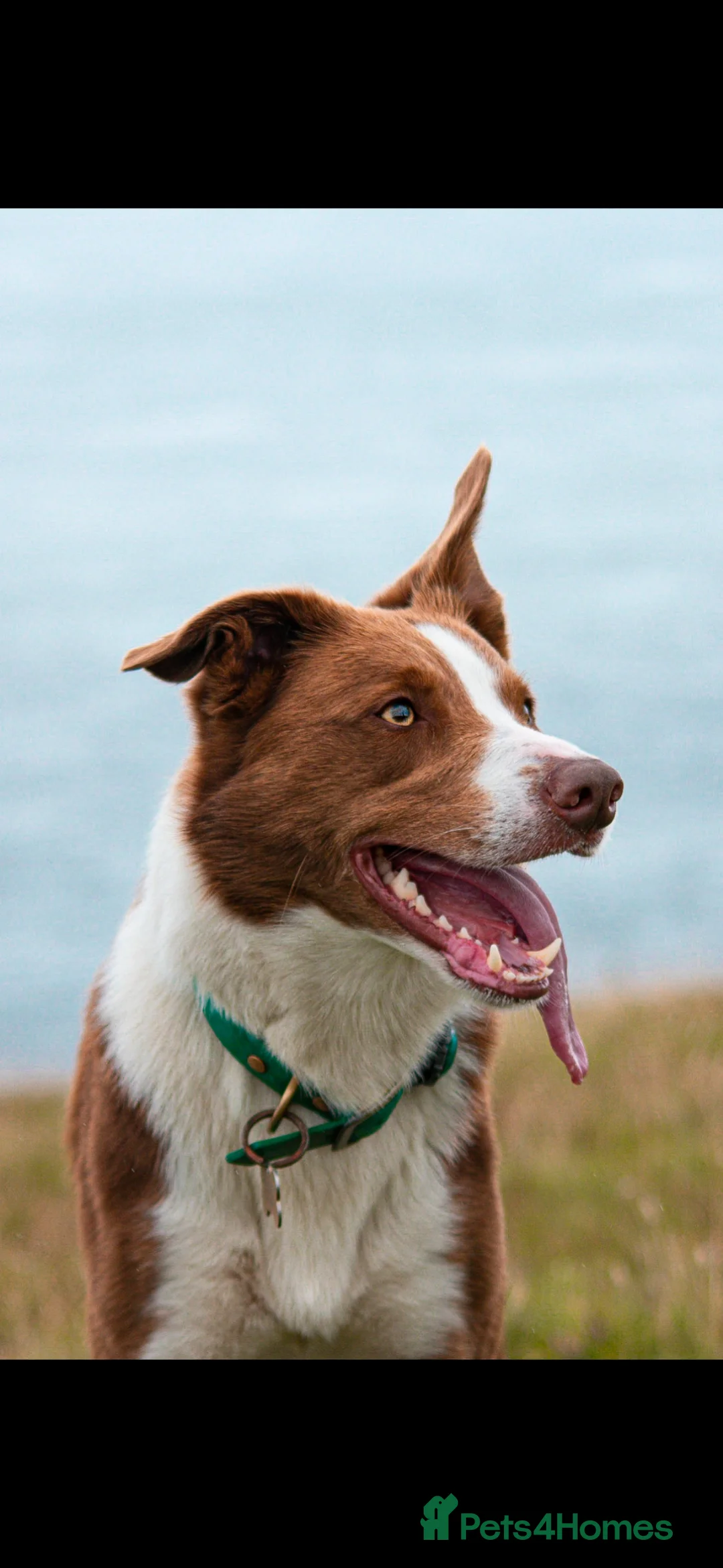 Border Collie dogs for stud: Red Border Collie for STUD ONLY - Advert 1