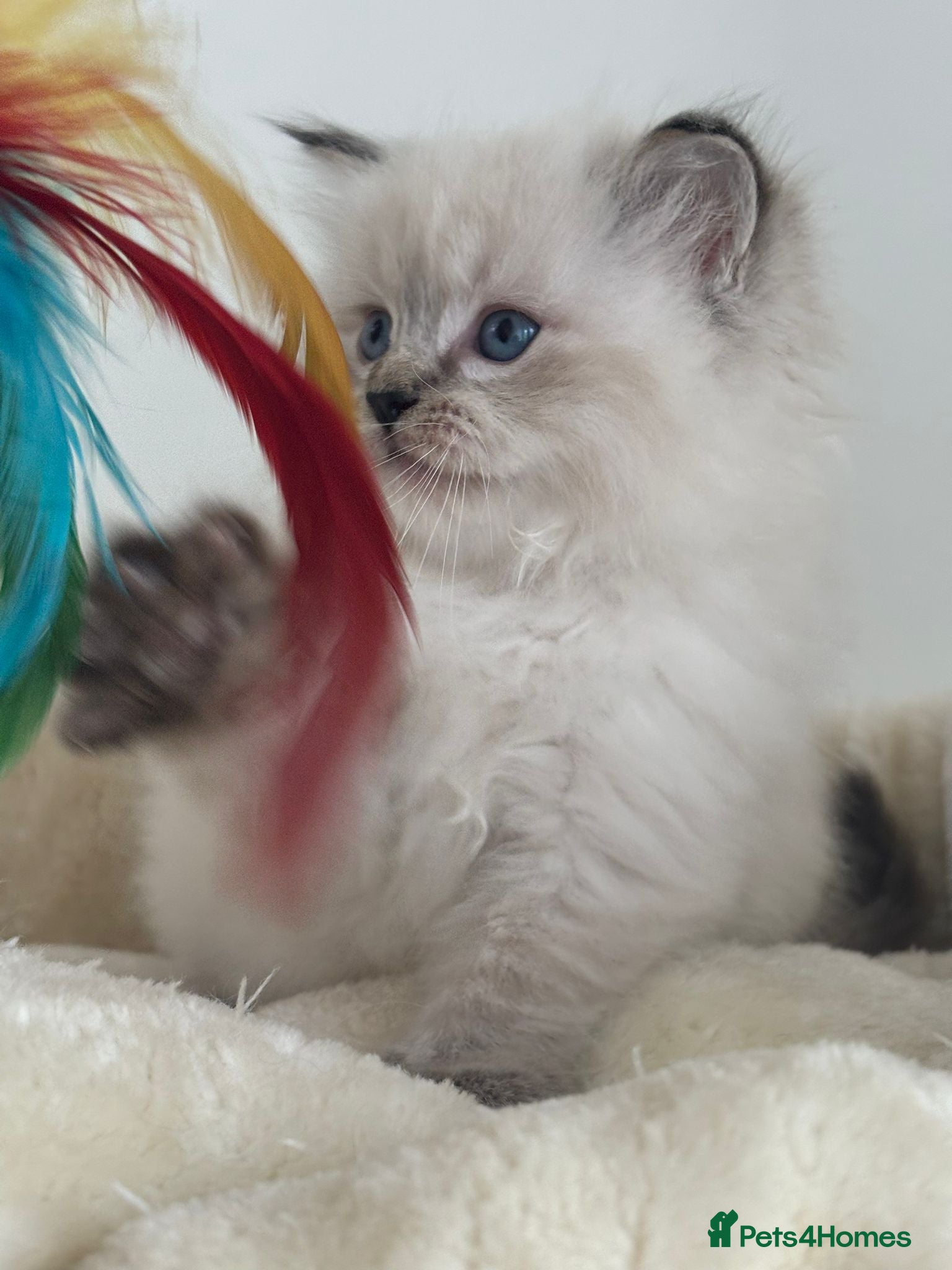 Ragdoll cats 🐾 TICA Beautiful Ragdoll Kittens - Last Boy 🐾 - Advert 18