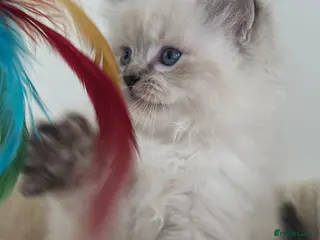 Ragdoll cats 🐾 TICA Beautiful Ragdoll Kittens - Last Boy 🐾 - Advert 18
