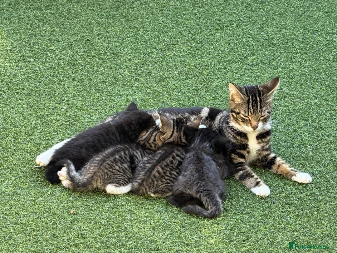 British Shorthair cats for sale: Two friendly kittens ready for new home - Advert 3
