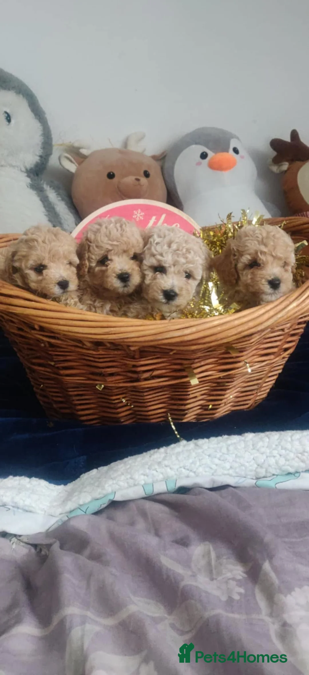 Maltipoo dogs for sale: Beautiful maltipoo puppys - Advert 21