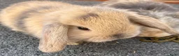 Mini Lop rabbits for sale: STUNNING PURE BREED MINI LOPS AMAZING COLOURS - Advert 9