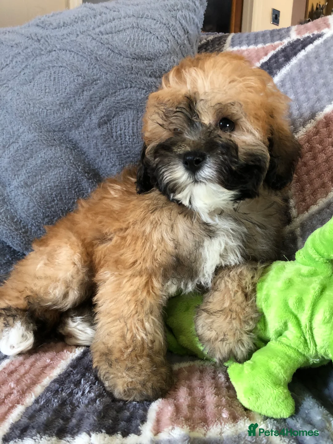 Shihpoo dogs for sale: shihpoo puppies for sale - Advert 2