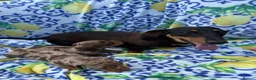 Miniature Dachshund dogs for sale: Exquisite Chocolate  Miniature Dachshunds in Ipswich - Advert 1
