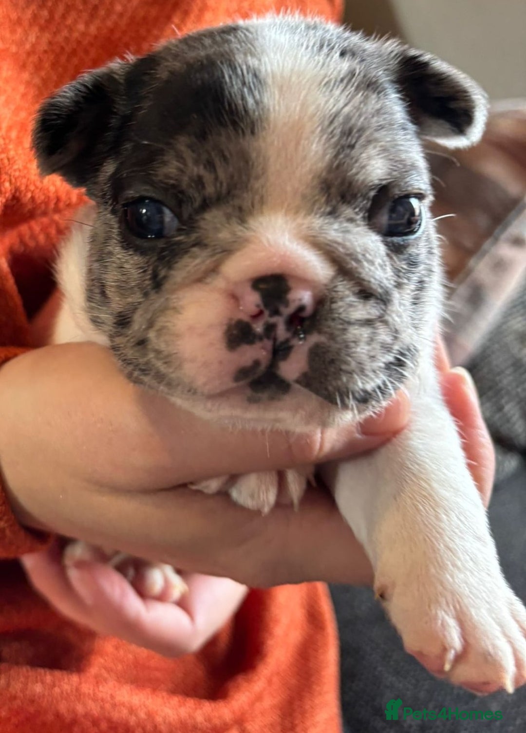 French Bulldog dogs for sale: 9 Beautiful French Bulldog Puppies for Sale - Image 15