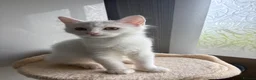Mixed Breed cats for sale: Brother and sister - possible Turkish Angora.  in Boston - Advert 4