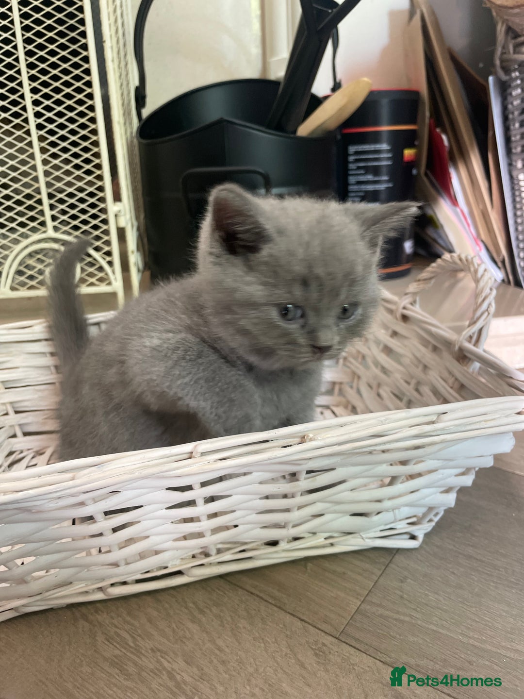 British Shorthair cats for sale: 🏆Grand Champion Sired GCCF BritishShorthair 1left - Image 14