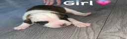Mixed Breed dogs for sale: American bulldog X staffy pups  - Advert 2