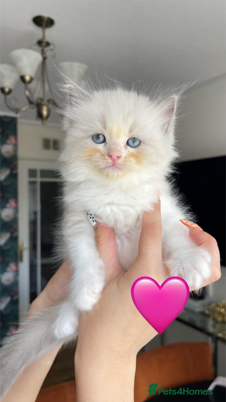 Ragdoll cats Bicolour ragdoll kittens (ready for collection) - Advert 1