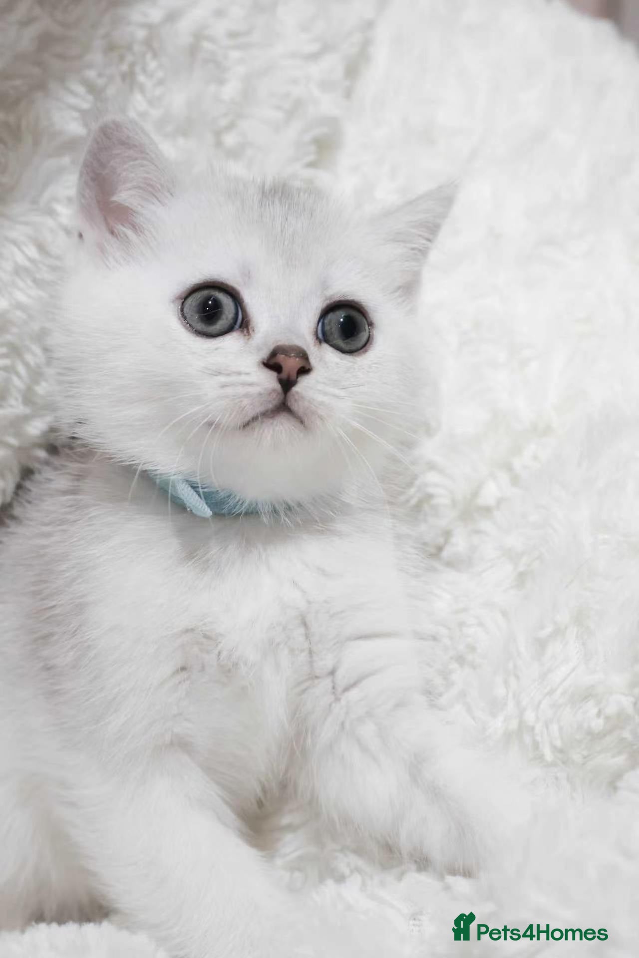 British Shorthair cats  Pedigree British shorthair with tica registered  - Advert 2