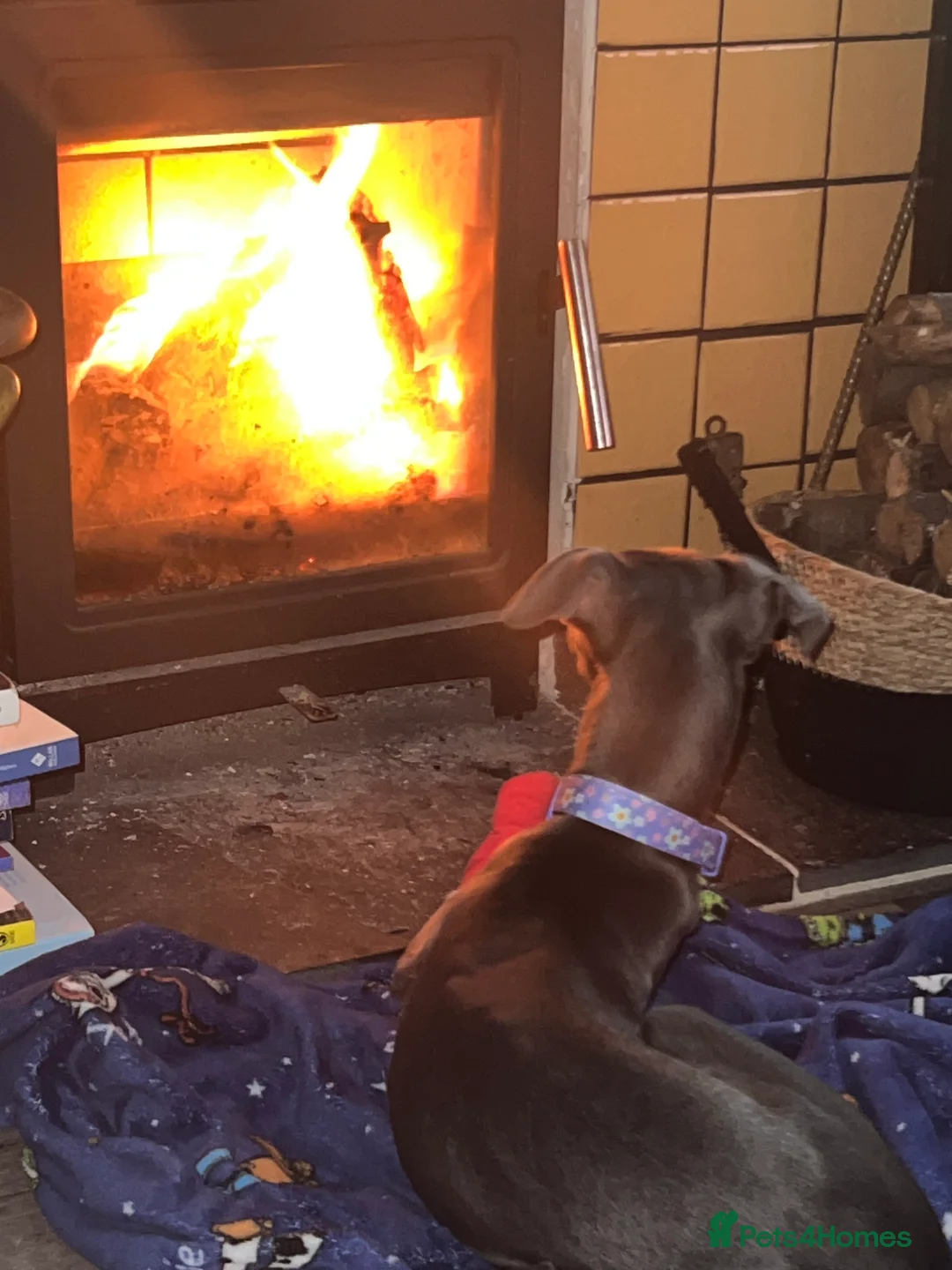 Whippet dogs for sale: KC reg blue whippet female - Advert 2