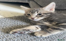 Mixed Breed cats for sale: 4 male kittens  - Image 1
