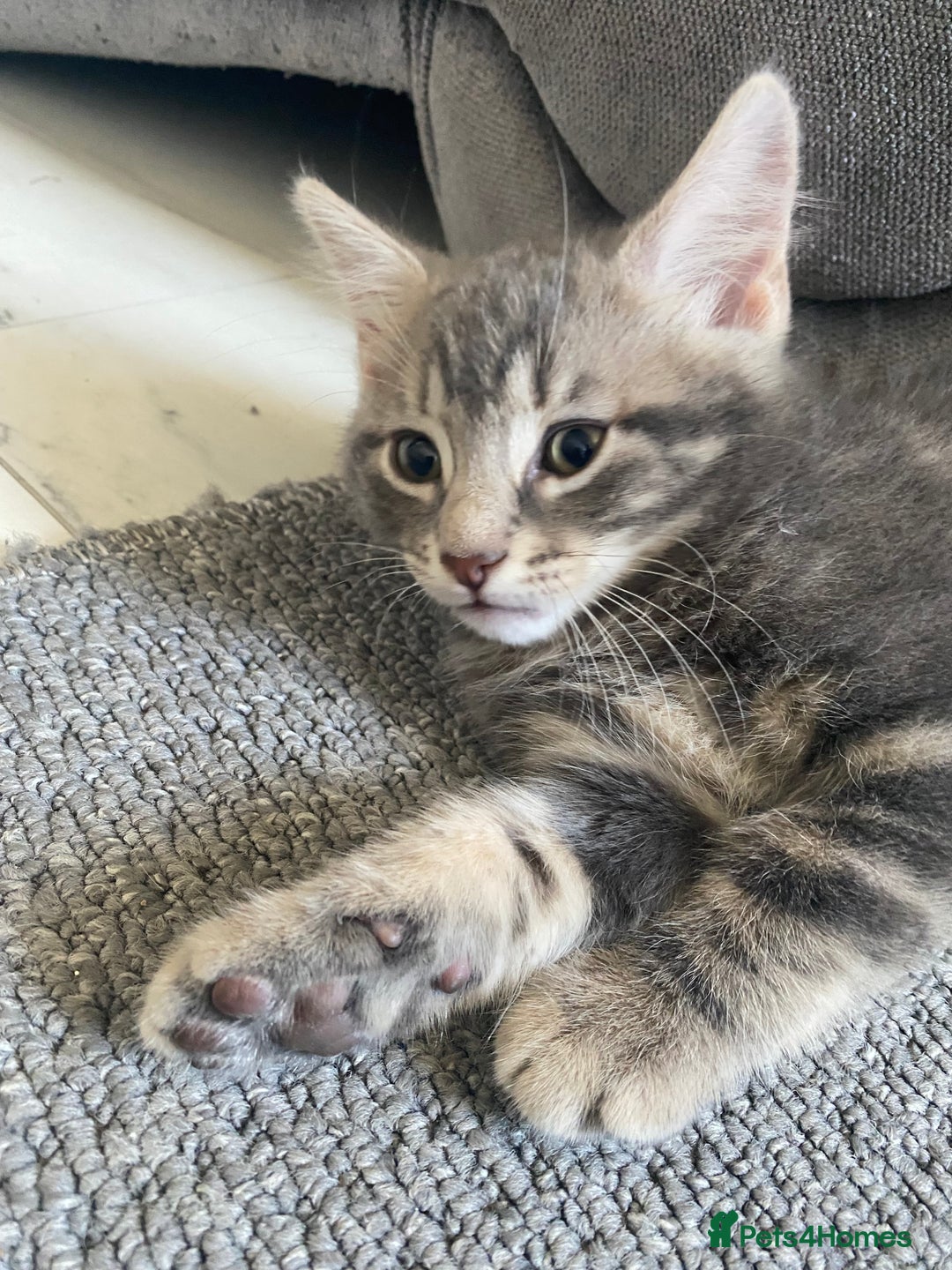 Mixed Breed cats for sale: 4 male kittens  - Image 1