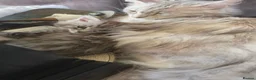 Mixed Breed cats for sale: Maine coon cross Norwegian Forest kittens - Advert 14