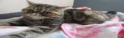 Exotic cats for sale:  Beautiful Exotic female kittens Ready now - Advert 14