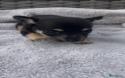 Mixed Breed dogs for sale: Stunning chihuahua x puppys - Image 3