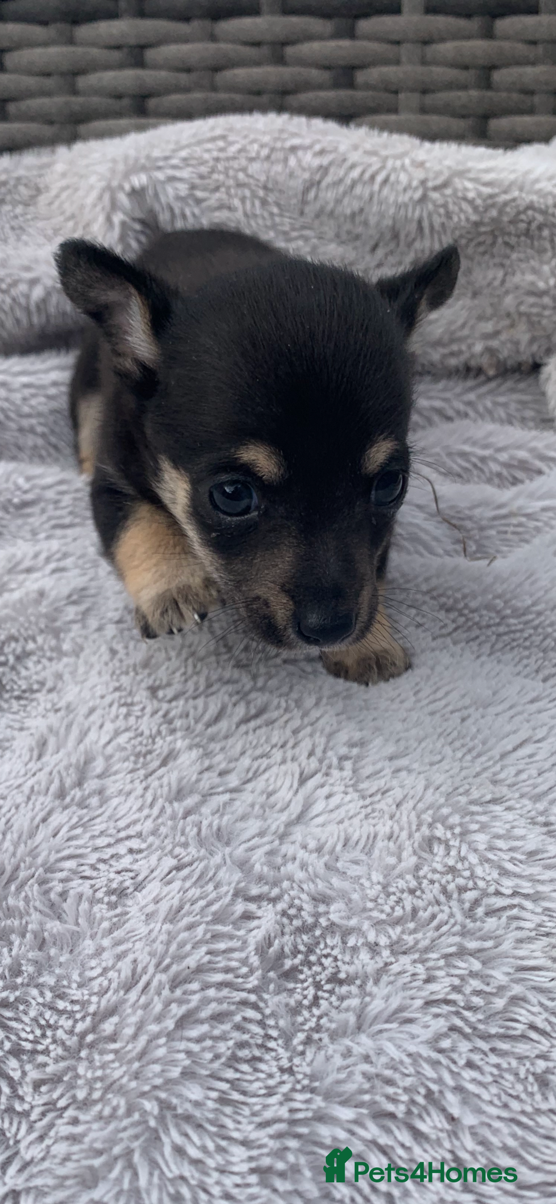 Mixed Breed dogs for sale: Stunning chihuahua x puppys - Image 3