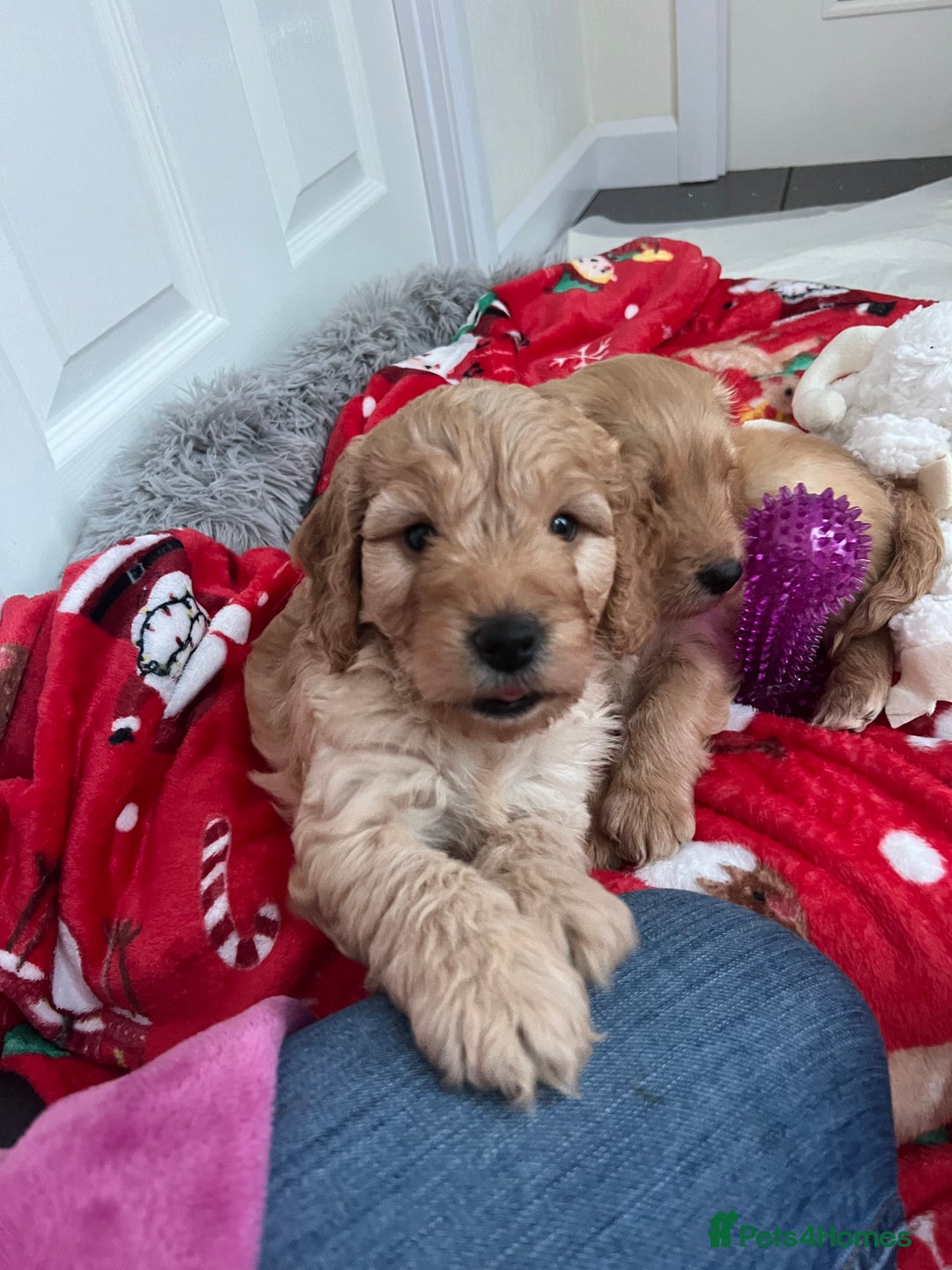 Cockapoo dogs for sale: Adorable beautiful f1 cockerpoo pups - Advert 8