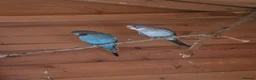Budgerigars birds for sale: Pair of black wing and black face budgies in Houghton le Spring - Advert 2