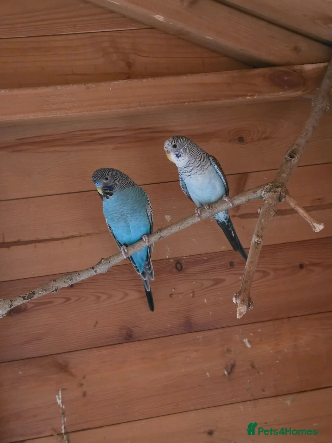 Budgerigars birds for sale: Pair of black wing and black face budgies in Houghton le Spring - Advert 2