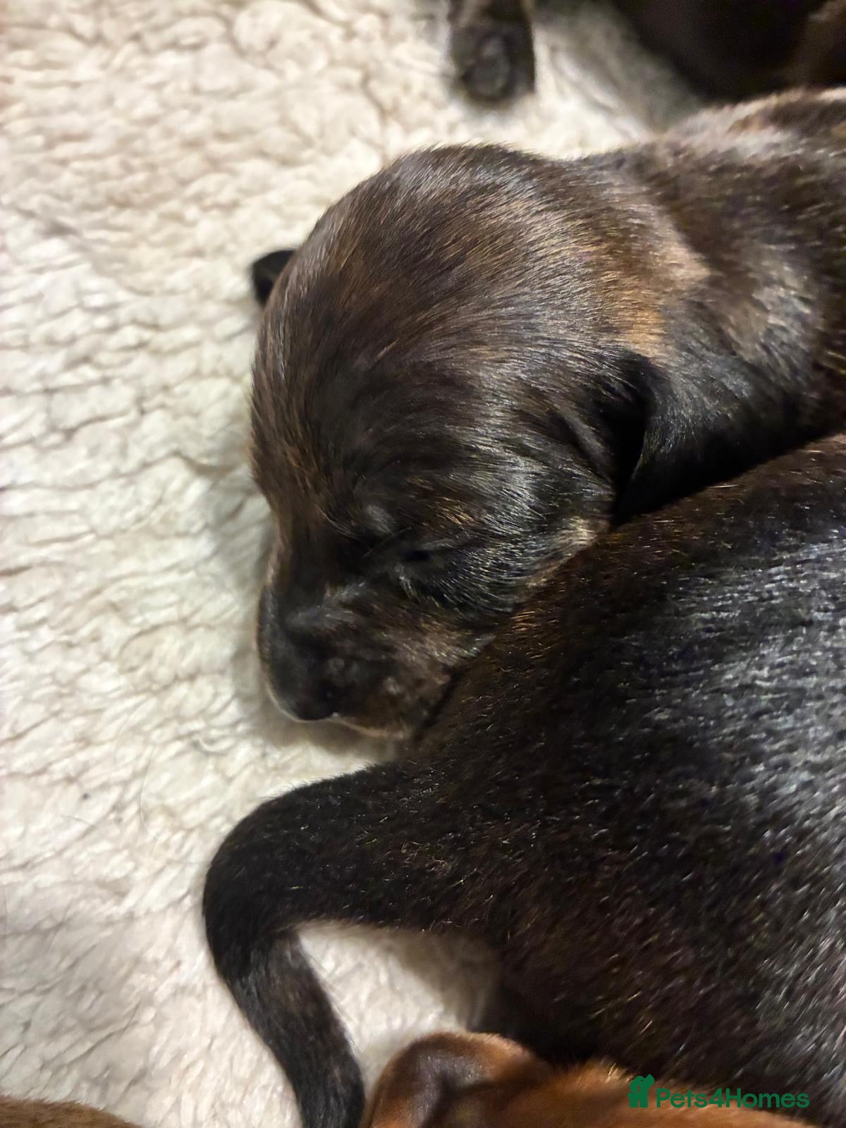 Dachshund dogs for sale: Miniature dachshunds  - Advert 6