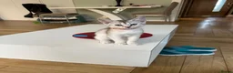 Abyssinian cats for sale: Silver Abyssinian kittens  - Advert 9