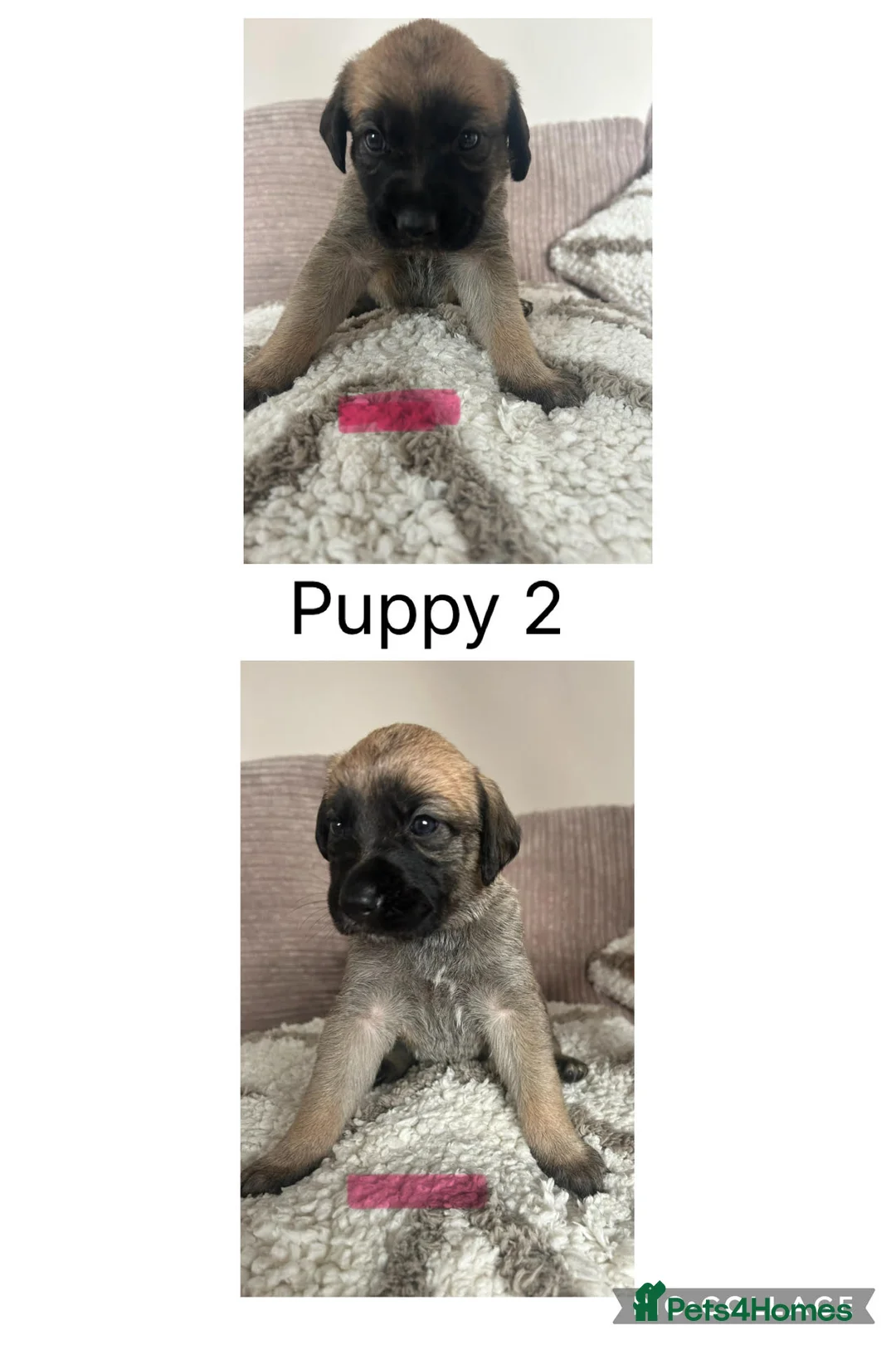 Mixed Breed dogs for sale: Border Collie/Retriever Cross German Shepard  - Advert 15