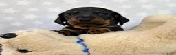 Miniature Dachshund dogs for sale: 🏆KC Registered Miniature Dachshund Puppies 🐾  - Advert 10