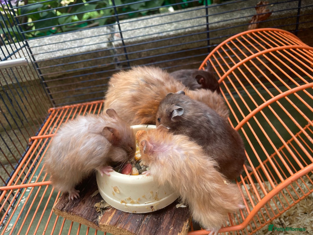 Hamster rodents for sale: Baby hamsters for sale  - Image 9